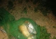 河中浑水夜钓鲫鱼方法和技巧是什么？如何提高钓鲫鱼的成功率？