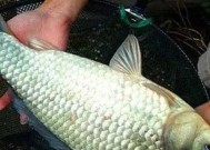 5月份野钓鲫鱼的最佳方法与技巧（钓鲫鱼秘籍）