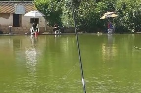 黑坑钓鱼技巧与口诀（提高钓鱼成功率的关键是掌握这些技巧和口诀）