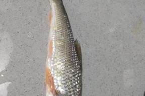 从化流溪河钓鱼技巧有哪些？适合的饵料是什么？