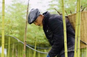 钓鱼挖竹笋技巧（掌握竹笋采摘的窍门，享受自然美味）