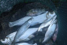 钓鱼翘嘴技巧与方法（掌握精准钓点选取，提高钓鱼翘嘴的成功率）