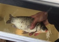 肥水黑坑钓鱼技巧教程？如何提高钓获率？