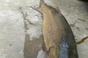 垂钓塘的鱼有什么技巧？如何提高垂钓成功率？