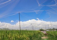 甘蔗钓鱼技巧教程？如何提高钓甘蔗的效率和技巧？