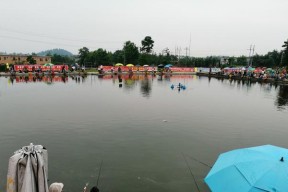 养鱼塘钓鱼技巧（从水域管理到鱼饵选择）