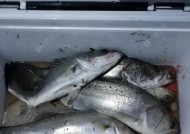 浮钩钓鲈鱼方法和技巧是什么？如何提高钓鲈鱼的成功率？