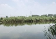 满塘浮萍钓鱼技巧（掌握这一技巧）