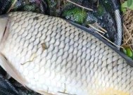 江河野钓流水半水技巧（探秘江河野钓的高级技巧）