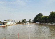 黑坑进水口钓鱼技巧教程？如何提高钓获率？