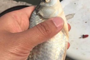 倒春寒钓鱼绝密技巧是什么？如何应对倒春寒天气钓鱼？