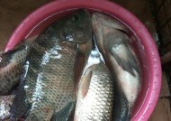 黑坑垂钓罗非鱼时调漂技巧是什么？如何提高命中率？