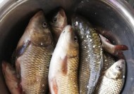 河里流水钓鲤鱼技巧和方法是什么？如何提高钓鲤鱼的成功率？