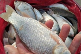 池塘鲫鱼垂钓技巧有哪些？如何提高垂钓成功率？