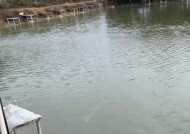 黑坑钓鱼技巧和教学？如何提高钓技和渔获？