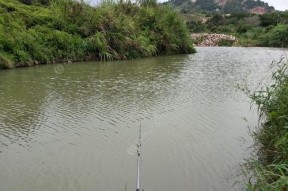 溪流钓鱼的技巧与方法（如何在溪流中成功钓鱼）