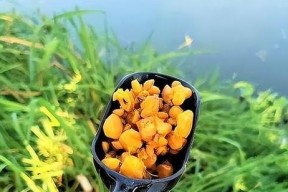 玉米发芽钓鱼的方法和技巧（利用玉米发芽技巧）