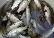 废弃河道钓野鲫鱼技巧有哪些？如何提高钓获率？