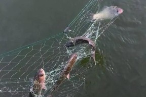捕鱼钓鱼的技巧有哪些？如何提高捕鱼钓鱼的成功率？