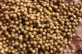 浮水颗粒钓黑坑打浮技巧是什么？如何有效提高钓黑坑的技巧？