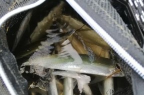 如何掌握钓白条的技巧？钓白条时常见的问题有哪些？