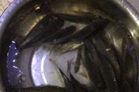 夜钓鲫鱼技巧（春季五月）