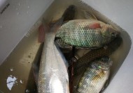 玉米调漂技巧，夜钓鳊鱼全掌握（夜晚鳊鱼垂钓的最佳秘诀）