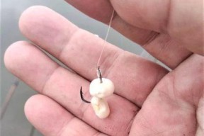 玉米钓鱼的技巧与要求（玉米钓鱼的关键技术和实用经验分享）