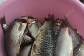 寒冬夜钓鲢鳙，技巧大揭秘（冬日千岛湖的鲢鳙钓技）