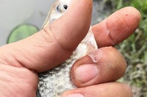 垂钓鲤鱼时调漂技巧有哪些？如何提高垂钓鲤鱼的成功率？
