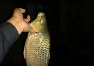 黑坑钓鲤鱼夜钓技巧有哪些？如何提高夜钓鲤鱼的成功率？