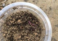 浮草钓鱼打窝技巧有哪些？如何正确使用浮草进行打窝？