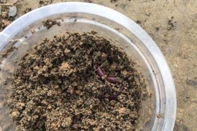 浮草钓鱼打窝技巧有哪些？如何正确使用浮草进行打窝？