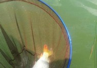 浮标钓鲤鱼技巧有哪些？如何提高钓鲤鱼的成功率？