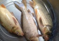 肥水夜钓鲤鱼技巧有哪些？如何提高夜钓鲤鱼的成功率？