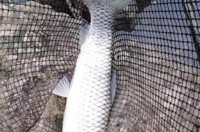 草鱼钓底还是钓浮？浮钓草鱼有哪些技巧？