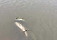 浮饵钓翘嘴的手法和技巧是什么？如何提高钓翘嘴的成功率？