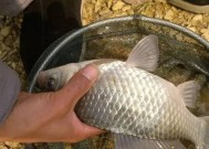 黑坑大边垂钓技巧和方法是什么？如何提高垂钓成功率？