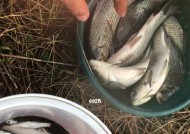 冰啤酒钓鱼技巧教程？如何在夏季享受清凉钓鱼体验？