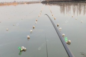 如何钓河蚌？掌握这些技巧轻松上手！
