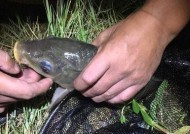放夜钓黑鱼的技巧是什么？如何提高夜钓黑鱼的成功率？