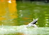 伏天钓鱼技巧教程？如何在炎热夏季成功钓到鱼？