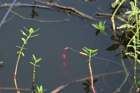 草洞钓鱼技巧教程？如何提高钓获率？