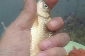 初春浅水钓鱼技巧有哪些？如何提高钓鱼成功率？