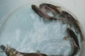 钓鱼王的秘籍（掌握技巧，成为钓鱼高手）