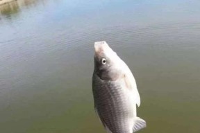 海狮钓鱼技巧大揭秘（轻松掌握海狮钓鱼的窍门）