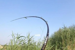 刺鱼钓鱼技巧教程？如何提高刺鱼钓鱼的成功率？