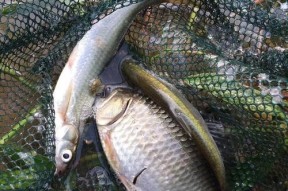 黑坑钓浮鲤鱼正确方法与技巧教学？如何提高钓浮鲤鱼的效率？