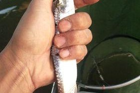海蚯蚓海边钓鱼的技巧（轻松享受海边垂钓乐趣的关键）