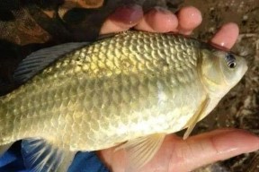 野钓鲫鱼技巧（掌握这些技巧）